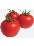 Tomate Sampei